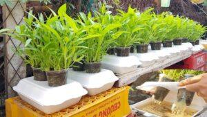 vườn rau sạch trong thùng xốp