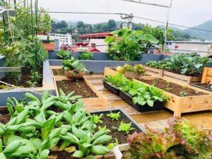 vườn rau sân thượng