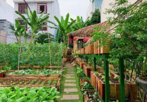 vườn rau tại nhà