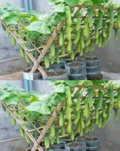 vườn rau tại nhà