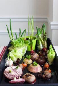 vườn rau trong nhà