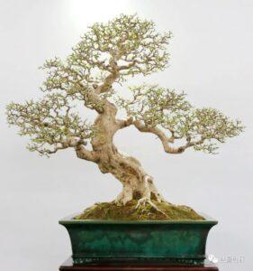 bonsai dáng bay