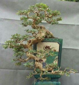 bonsai dáng huyền