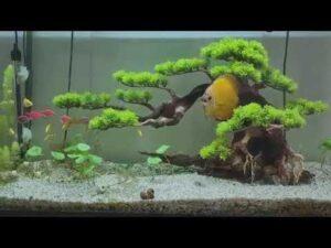 bonsai dáng huyền