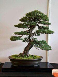 bonsai dáng huyền