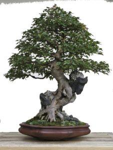bonsai dáng long