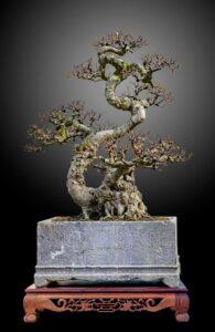 bonsai dáng long