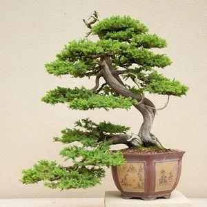 bonsai dáng long
