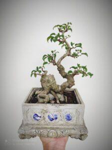bonsai dáng long