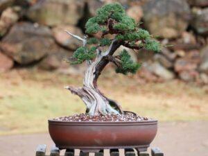 bonsai dáng long