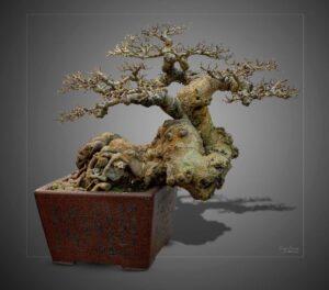 bonsai dáng long