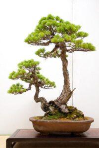 bonsai dáng mẫu tử