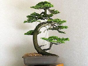 bonsai dáng mẫu tử