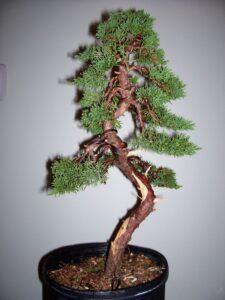 bonsai dáng mẫu tử