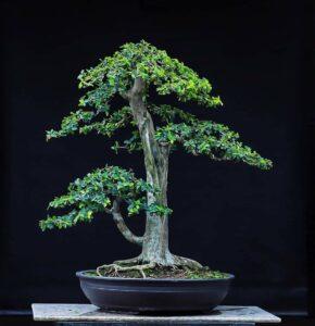 bonsai dáng mẫu tử
