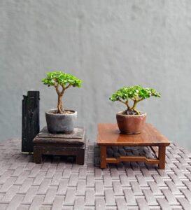 bonsai dáng nghiêng