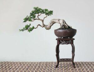 bonsai dáng nghiêng