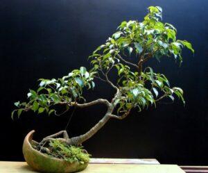 bonsai dáng nghiêng