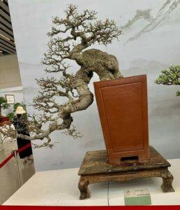 bonsai dáng thác đổ