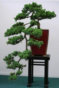 bonsai dáng thác đổ
