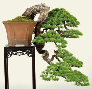 bonsai dáng thác đổ