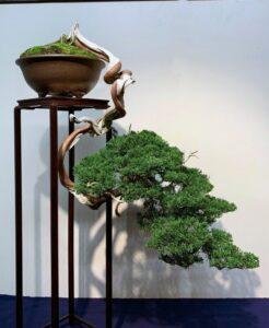 bonsai dáng thác đổ