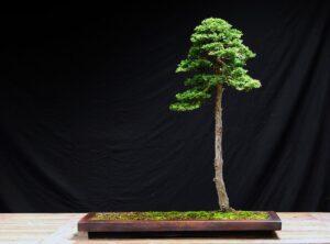 bonsai dáng thẳng đứng