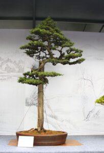 bonsai dáng thẳng đứng