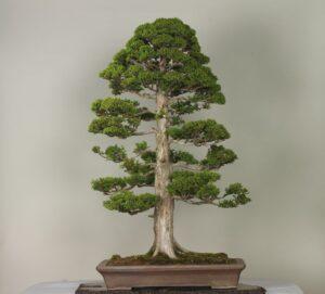 cây bonsai dáng trực