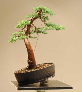 cây bonsai dáng trực