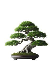 bonsai dáng trực