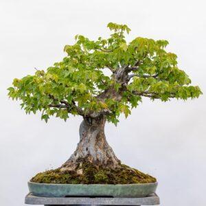 cây bonsai dáng trực