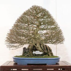 bonsai dáng trực