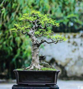 cây bonsai dáng trực