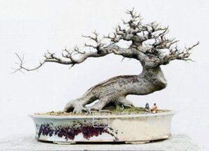 bonsai dáng trực lắc
