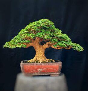 bonsai dáng trực lắc