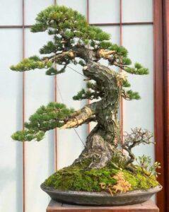 bonsai dáng trực lắc