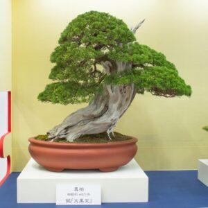 bonsai dáng trực lắc