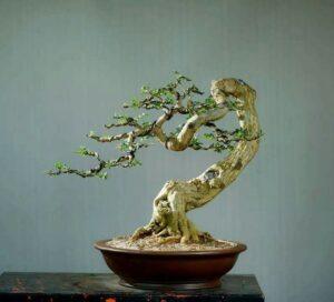 bonsai dáng văn nhân