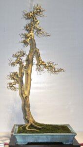 bonsai dáng văn nhân