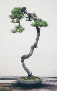 bonsai dáng xiên
