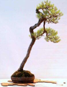 bonsai dáng xiên