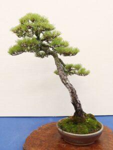 bonsai dáng xiên