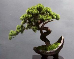 bonsai dáng xiên
