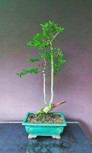 bonsai linh sam