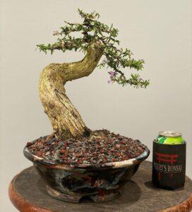 bonsai linh sam