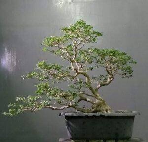 bonsai linh sam