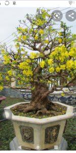 bonsai mai vàng