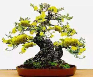 bonsai mai vàng