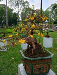 bonsai mai vàng